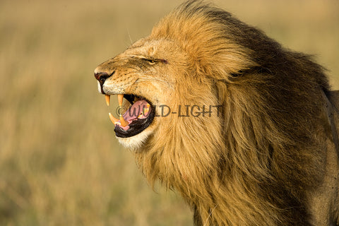 Male Lion Roaring in Masai Mara National Park, Kenya! 15196 Lion Art