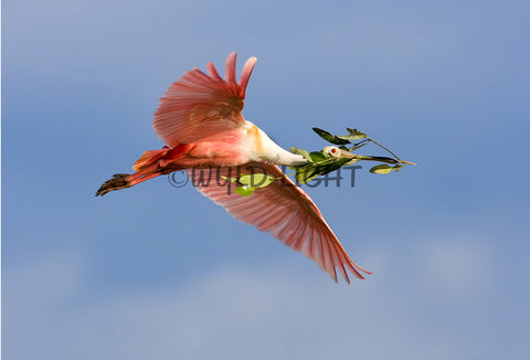 Roseate Spoonbill with Nesting Material, Tampa Bay, Florida! MS-9405