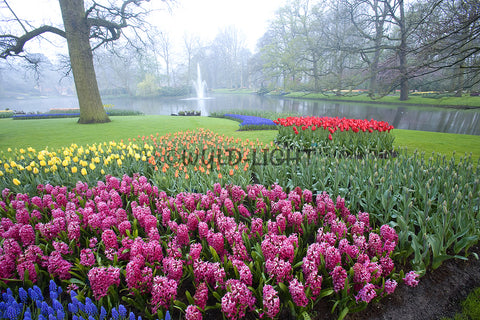 Colorful Flowers and Fountain in Keukenhof Gardens, Holland! 11855