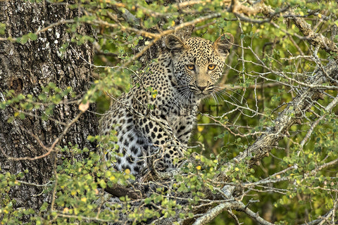 Six Month Old Leopard Cub, Kruger National Park, South Africa! 31871