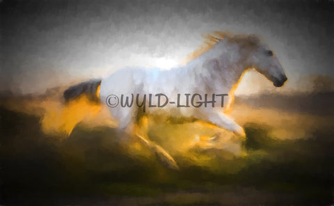 Painting Of Beautiful White Horse in Provence, France! 33024