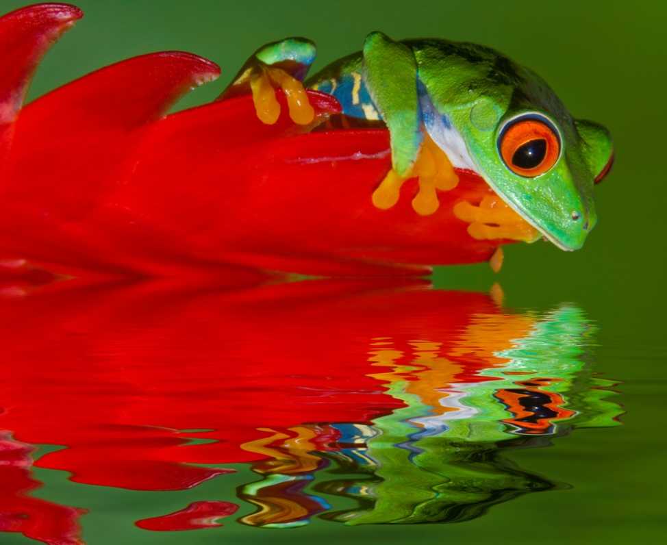 Red Eye Tree Frog on a Red Boat
