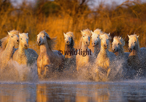 Splashing Reflection of White Horses of the Camargue in France 10010A