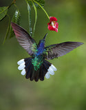 Violet Sabrewing Hummingbird in Costa Rica 15730A