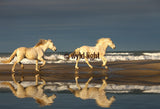 Reflection of White Horses Galloping Through the Ocean in France 22061