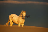 A Stallion Enjoying the Camargue Area in Provence, France 22089
