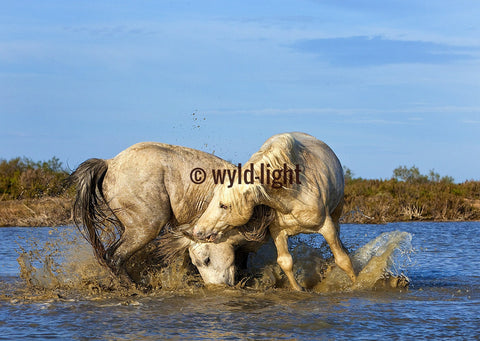 The Playing White Horses of the Camargue, St Marie de la Mer, France 25152