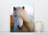 Southern Iceland Horse Posing for the Camera! 22206 Horse Wall Art