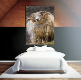 Southern Iceland Ram in the Meadow! 22294 Ram Wall Art Home Decor Art
