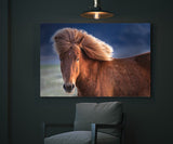 Southern Iceland Horse Posing for the Camera! 24219 Horse Wall Art