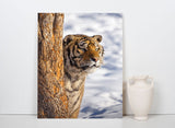 Siberian Tiger Hiding Behind a Tree In Northeast China 25493 Tiger Art