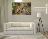 Jaguar in the Wild, the Pantanal Region of Brazil! 30328 Jaguar Art
