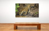 Jaguar in the Wild, the Pantanal Region of Brazil! 30328 Jaguar Art