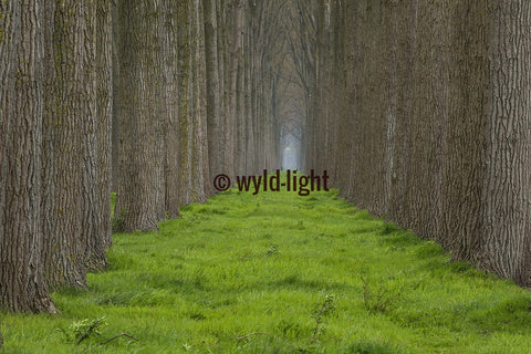 Rows of Trees Separated by Lush Green Grass near Brugge, Belgium 31424