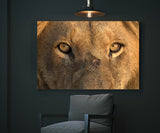 Lion Portrait Face To Face, Sabi Sabi,South Africa ! 31945 Lion Art