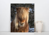Brown Horse Posing For The Camera In Southern Iceland 37366 Horse Art