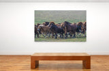 A Herd of Horses in the Meadow in Inner Mongolia, Northern China 38439