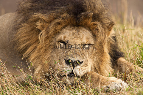 Snoozing Male Lion, Masai Mara National Park, Kenya! 27622 Lion Art