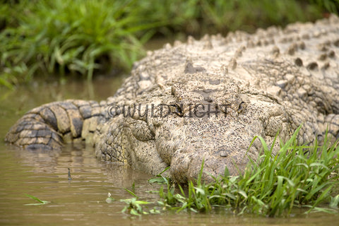 Nile Crocodile, Maasai Mara National Reserve, Kenya 13834
