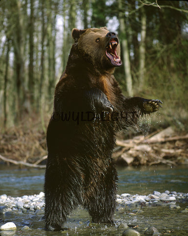 Grizzly Bear, Alaska! FO-4669