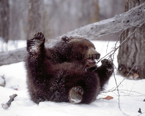 Grizzly Bear Cub Playing in the Snow, Alaska! MS-2845 Bear Wall Art