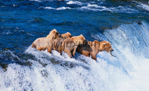 Mother Grizzly Bear and Cubs, Brooks River, Alaska! MS-515
