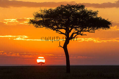 Beautiful Sunset, Savute region of Botswana! 35164 Sunset Wall Art