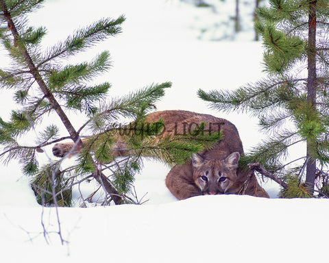 Mountain Lion in Winter, Northern Montana! MS-1078