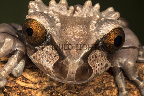 Crowned Tree Frog, Honduras! 36529