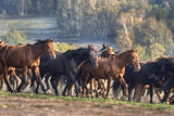 A Herd of Horses in the Meadow in Inner Mongolia, Northern China 38441