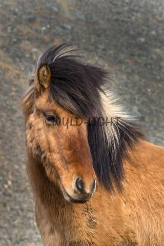 Beautiful Brown Horse Closeup Shot In Southern Iceland 37420 Horse Art