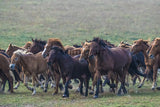 A Herd of Horses in the Meadow in Inner Mongolia, Northern China 38439