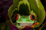 Red Eye Tree Frog (Agalychnis callidryas), Costa Rica! 20834 Frog Art