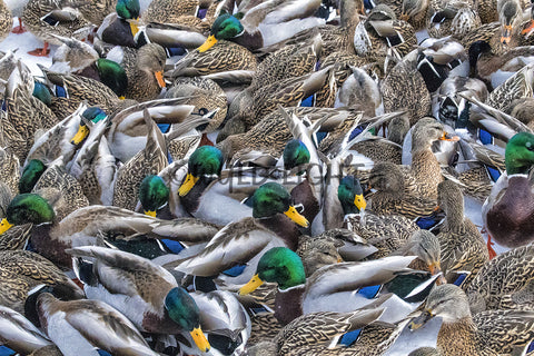 Mallard Ducks, Canada 39391