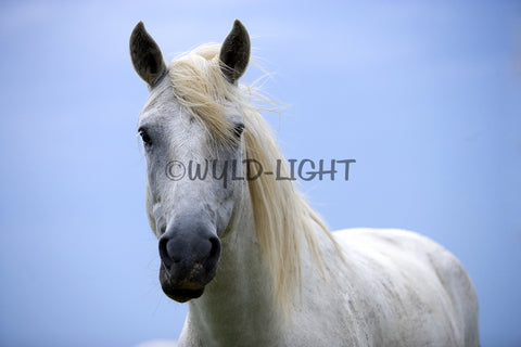 White Horse of the Camargue, Provence, France! MS-7723 Horse Wall Art