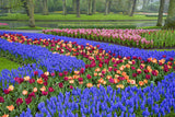 Colorful Flowers in the Park in Keukenhof Gardens, Holland! 11879