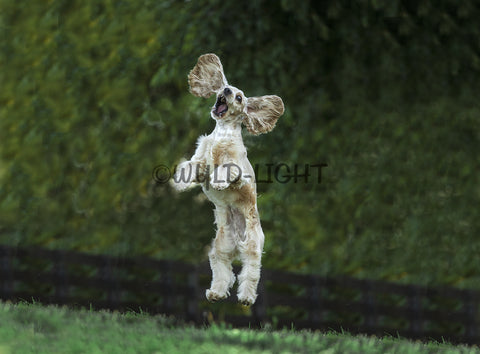 Cocker Spaniel Leaping, middle Tennessee 28142 Dog Art Home Decor Art