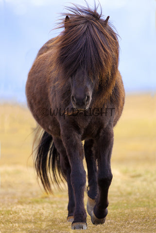 Brown Horse Posing For The Camera In Southern Iceland! 24216