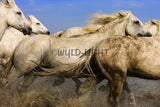 White Horses of the Camargue, Provence, France! MS-7727 Horse Wall Art