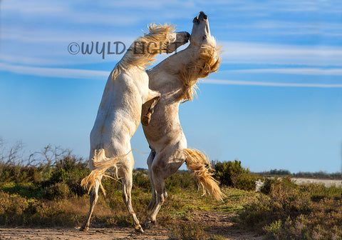 Stallions Playing: Horses of the Camargue in Provence, France 27148