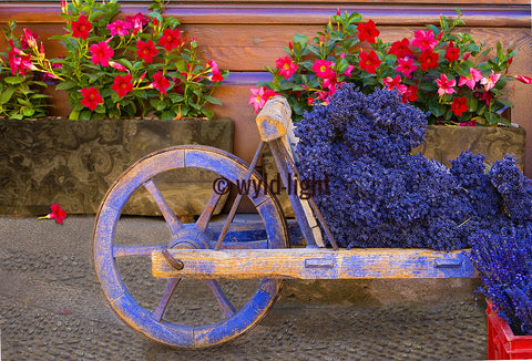 The Ever Present Cart and Lavender in Sault, Provence, France FO-4489
