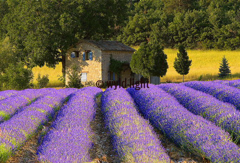 A Farmhouse with a Lush Field of Lavender in Provence, France FO-4900