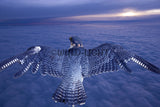 Peregrine Falcon (digital composite)! FO-4365 Bird Wall Art