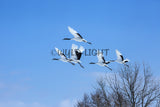 Japanese Cranes in Flight near Kushiro, Hokkaido Island, Japan! 30614