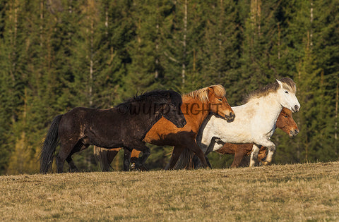 Southern Iceland Horses Running In The Meadow! 22882 Horse Wall Art
