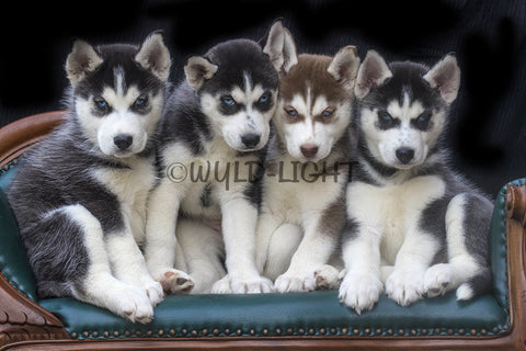 Siberian Huskies and Friends! 39692