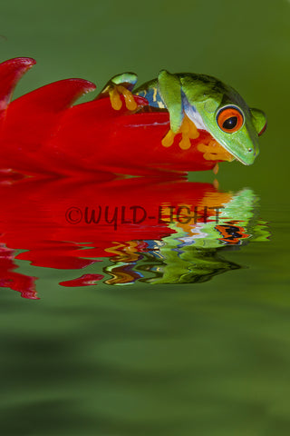 Red Eye Tree Frog, Costa Rica 13413
