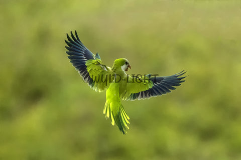 A Monk Parakeet in Flight in Pantanal, Brazil! 36100 Bird Wall Art