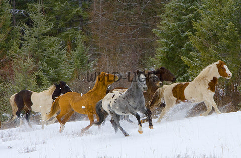Horses Running in Snow, near Kalispell, Montana! MS-8670 Horse Art