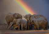 Elephants at a Mud Bath, Hwange National Park, Zimbabwe! FO-4817